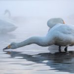 Whooper Swans in the mist (image by Mark Beaman)
