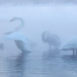 Whooper Swans in the mist (image by Mark Beaman)