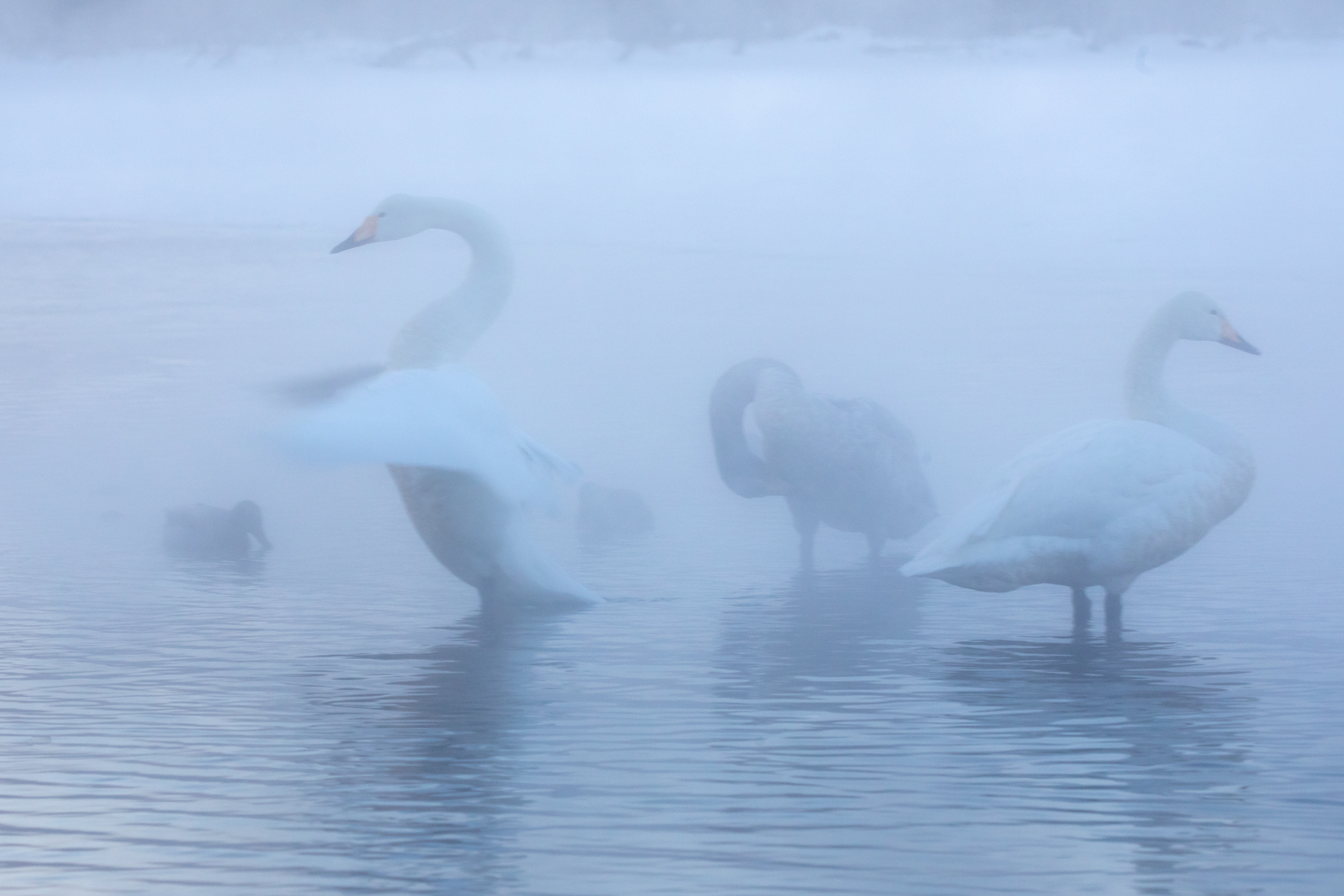 Whooper Swans in the mist (image by Mark Beaman)