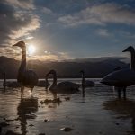 Whooper Swans at sunset at Lake Kussharo, Hokkaido (image by Mark Beaman)
