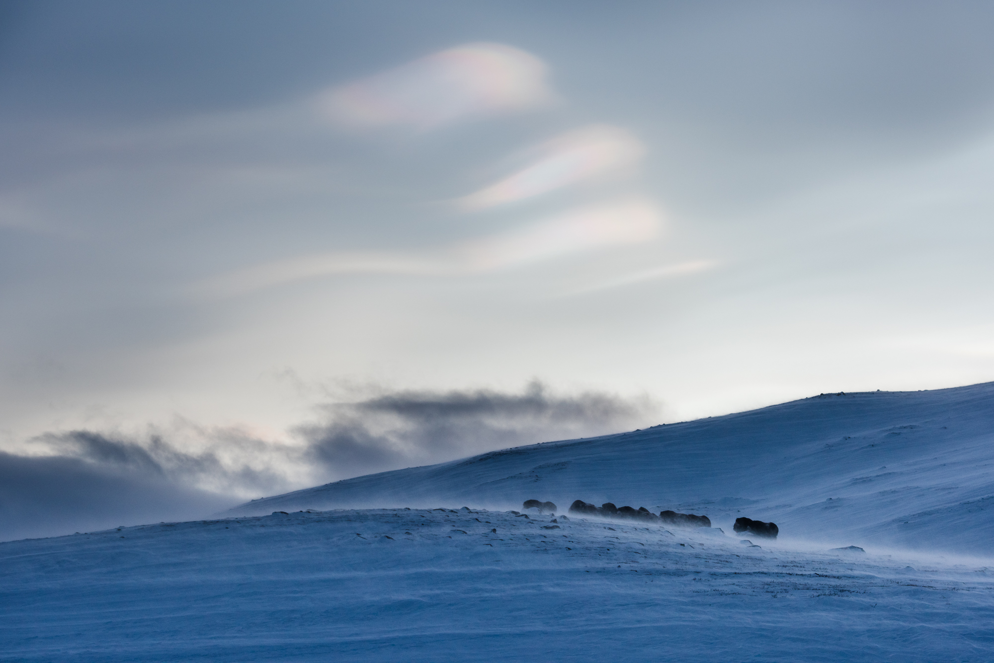 A herd of Musk Ox at Dovrefjell