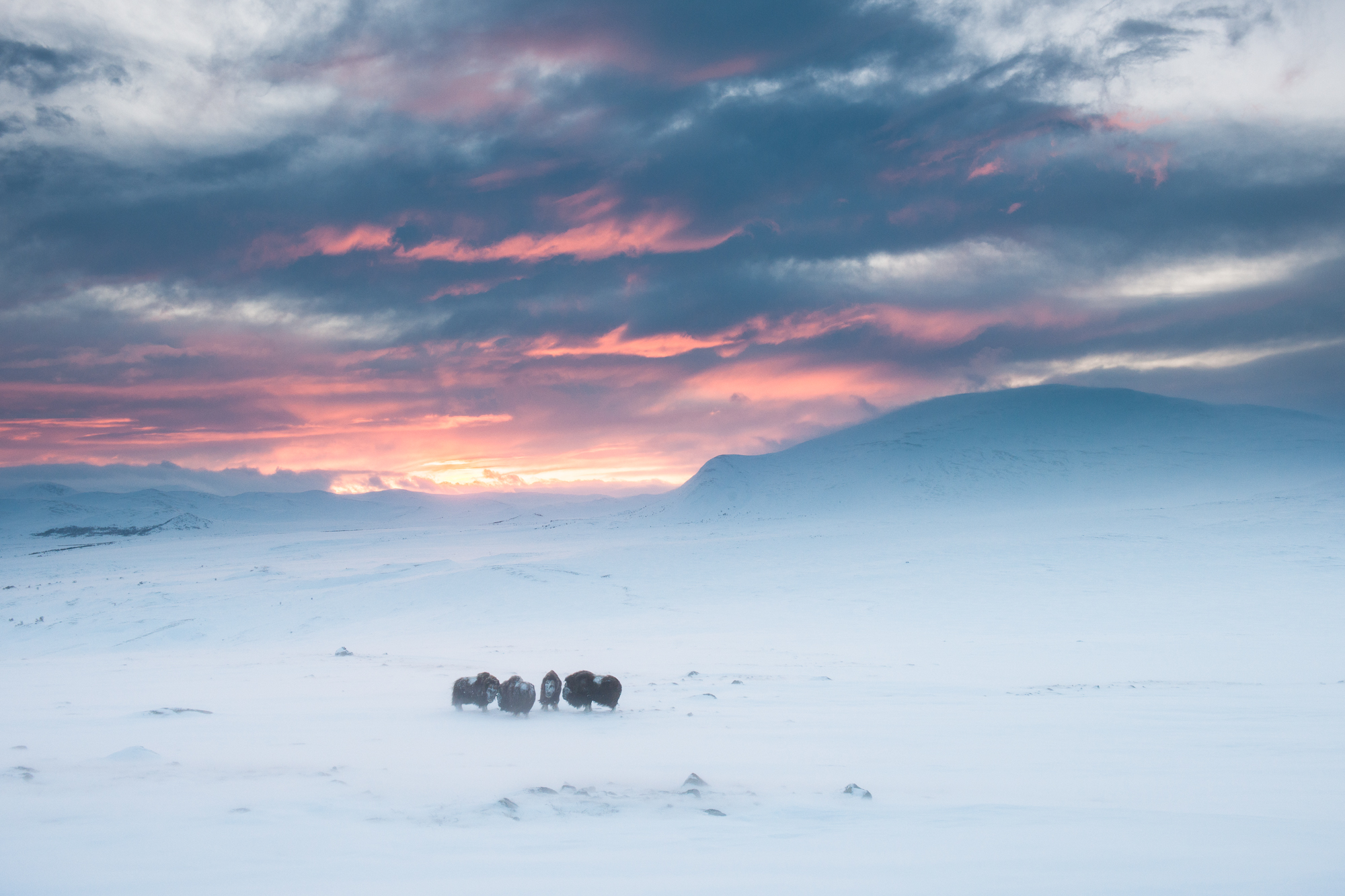 Musk Ox in the Dovrefjell winter landscape
