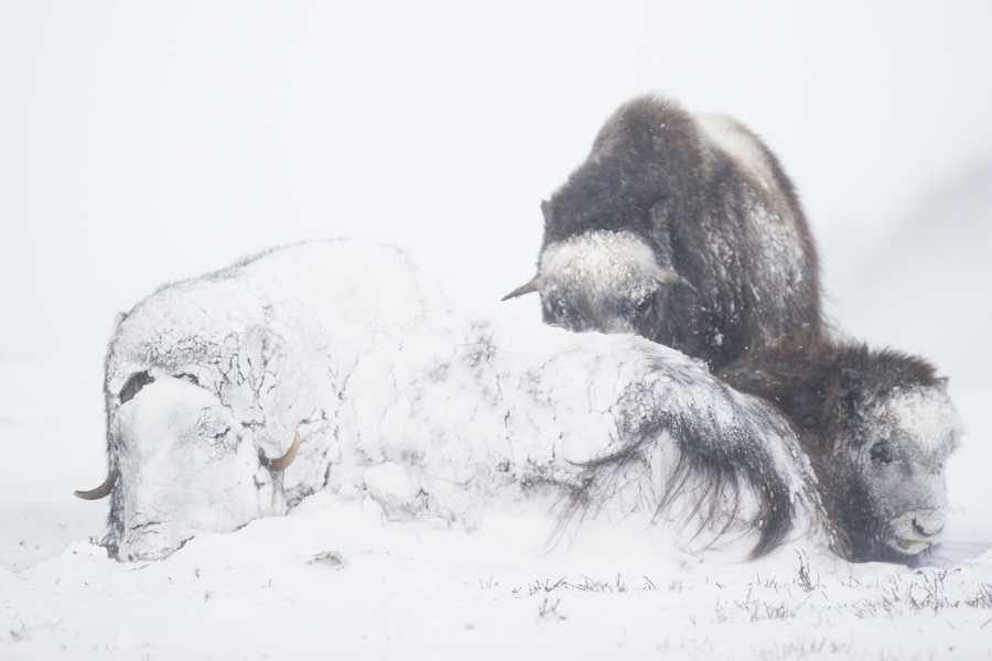 Musk Oxen have hard lives in winter, but at least they are suitably 'dressed'