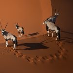 A group of Oryx on the dunes in Sossusvlei