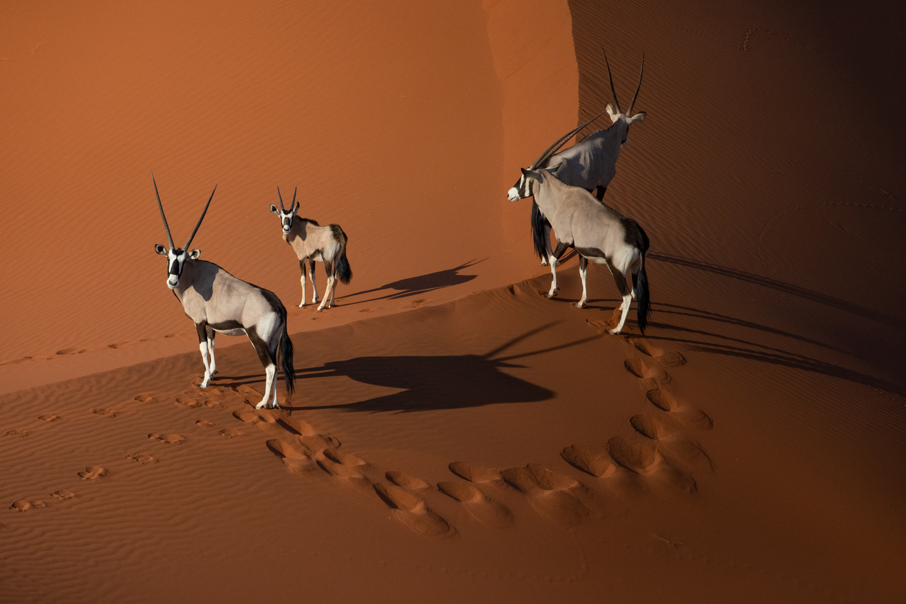 A group of Oryx on the dunes in Sossusvlei