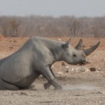 An elderly Black Rhino male in the western end of Etosha on our wildlife photography tour of Namibia