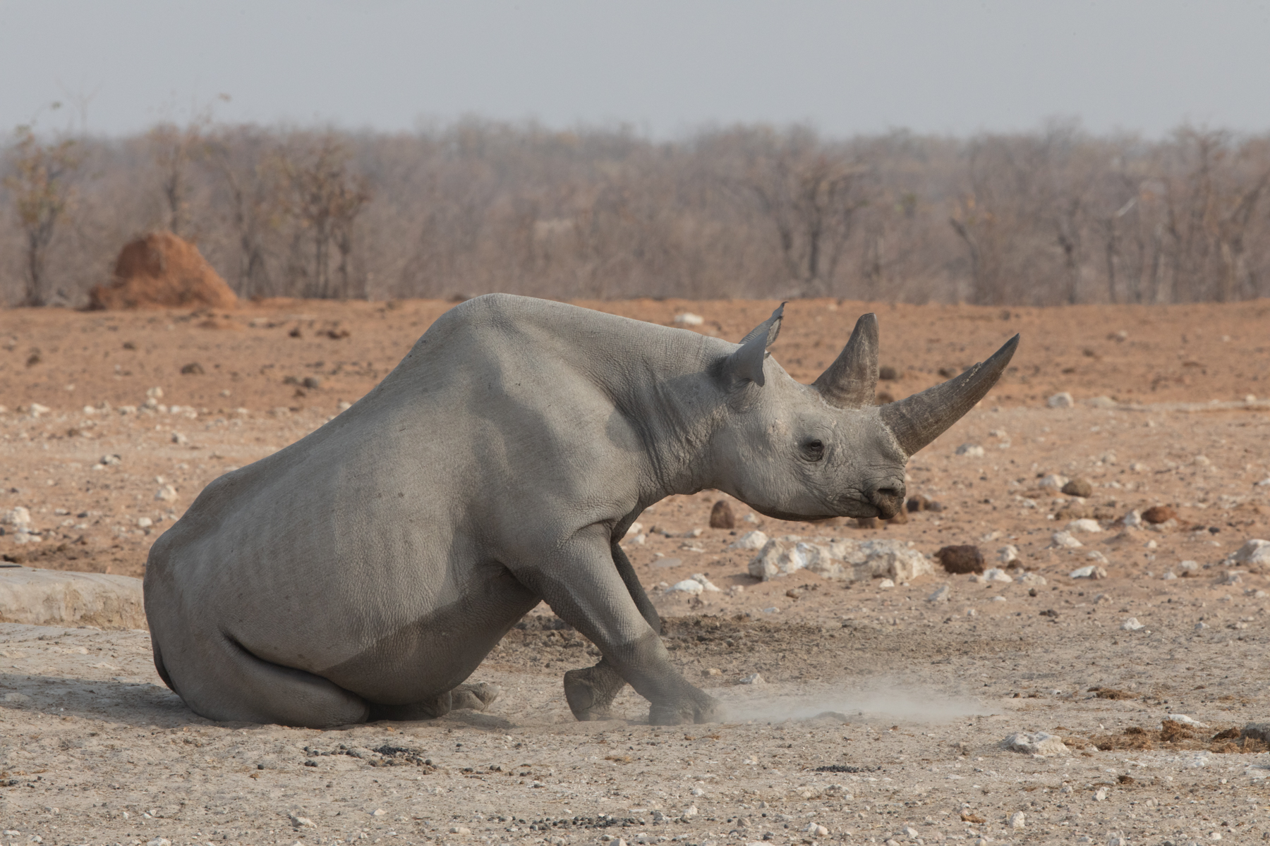 An elderly Black Rhino male in the western end of Etosha on our wildlife photography tour of Namibia
