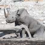 A Black Rhino decides to lie down behind a piece of wood after his drink