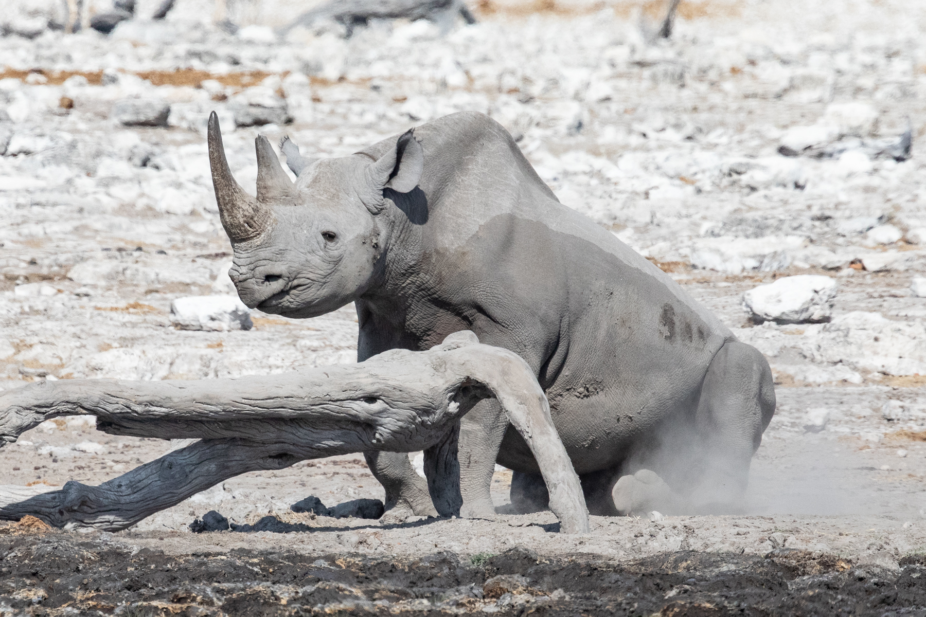 A Black Rhino decides to lie down behind a piece of wood after his drink