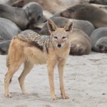 Portrait of a Black-backed Jackal in the Cape Fur Seal colony at Cape Cross