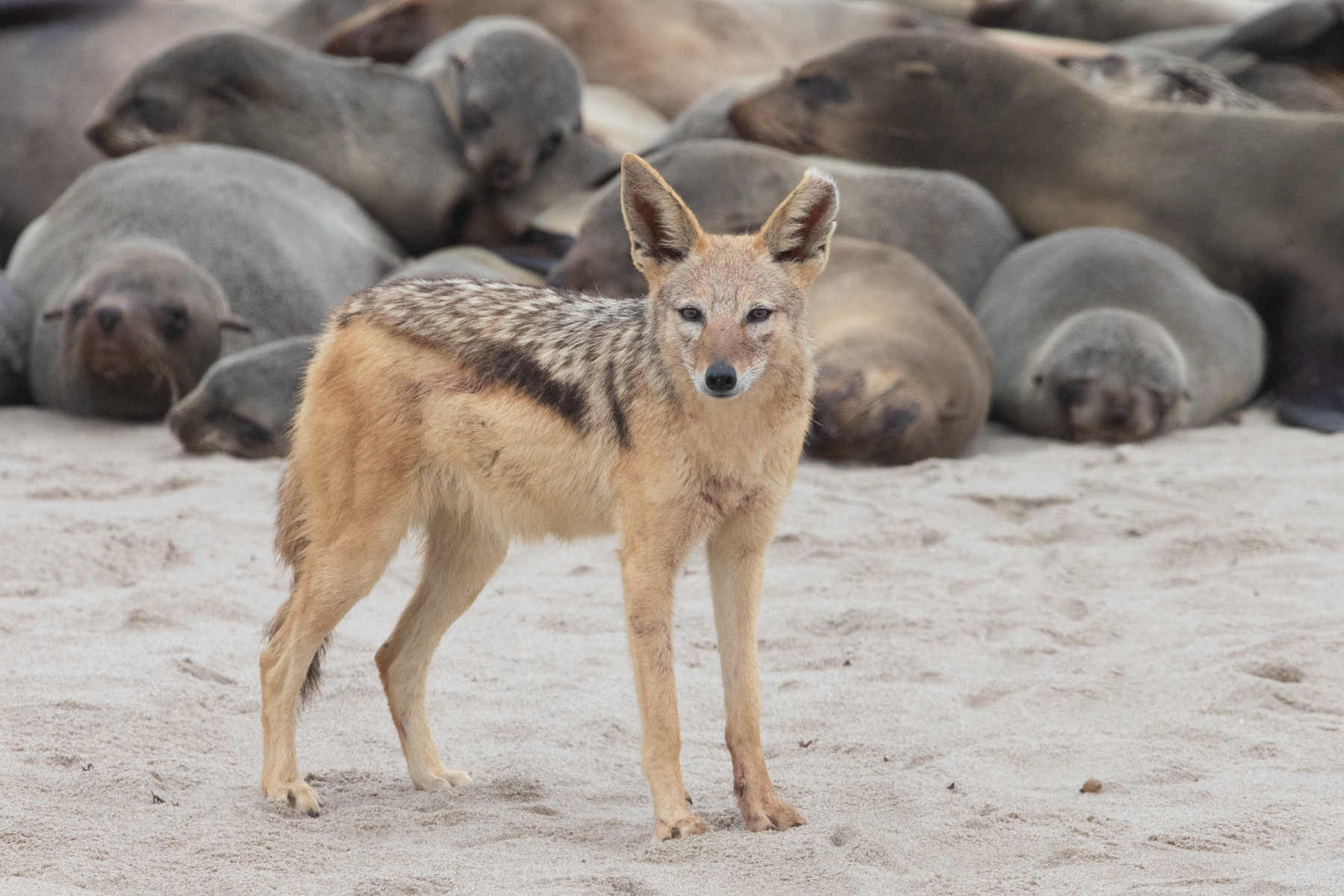 Portrait of a Black-backed Jackal in the Cape Fur Seal colony at Cape Cross