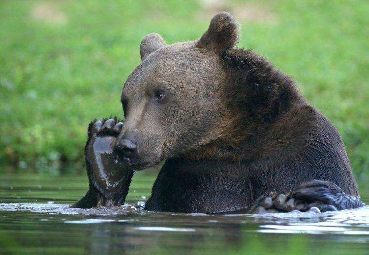 A Brown Bear taking a bath on a wildlife photography tour of Transylvania in Romania
