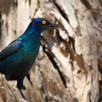 Cape Glossy Starling are beautiful but they love raiding picnic sites!