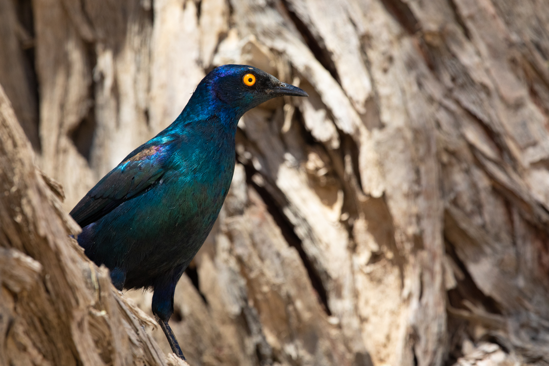 Cape Glossy Starling are beautiful but they love raiding picnic sites!
