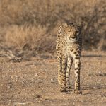 A cheetah on our wildlife photography tour of Namibia