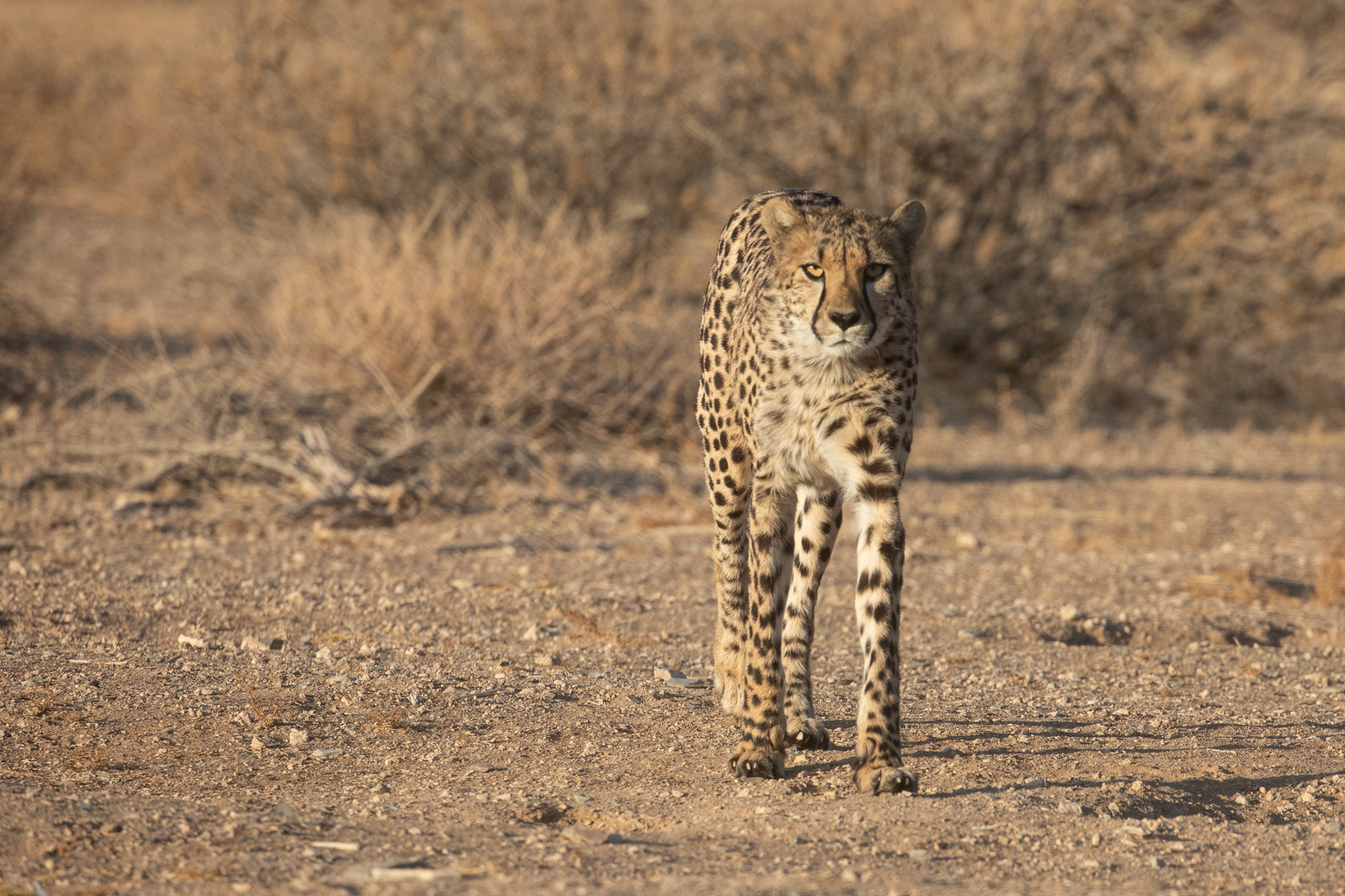 A cheetah on our wildlife photography tour of Namibia