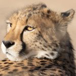 Portrait of a Cheetah on our Namibia wildlife photography tour