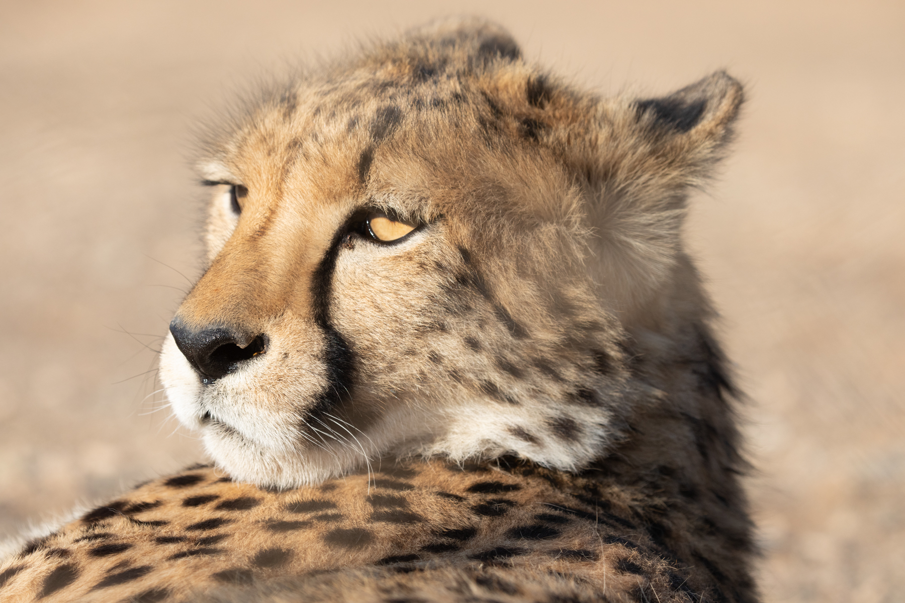 Portrait of a Cheetah on our Namibia wildlife photography tour
