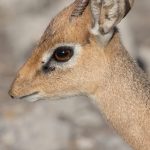 Portrait of a Damara Dik Dik in Etosha