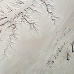 The unbearable lightness of trees