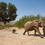 A mother Desert Elephant makes her way down the Hoanib Riverbed with her tiny baby