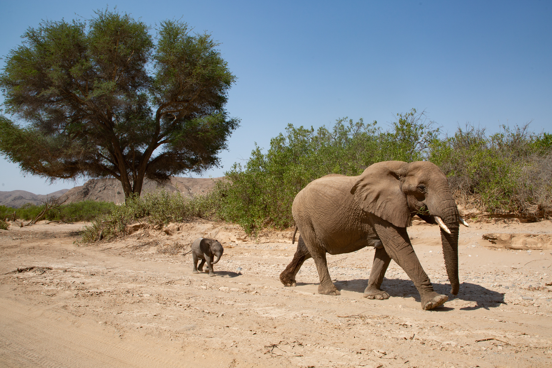 A mother Desert Elephant makes her way down the Hoanib Riverbed with her tiny baby