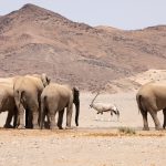 Desert Elephants are forced to share their drinking holes with other creatures including Oryx