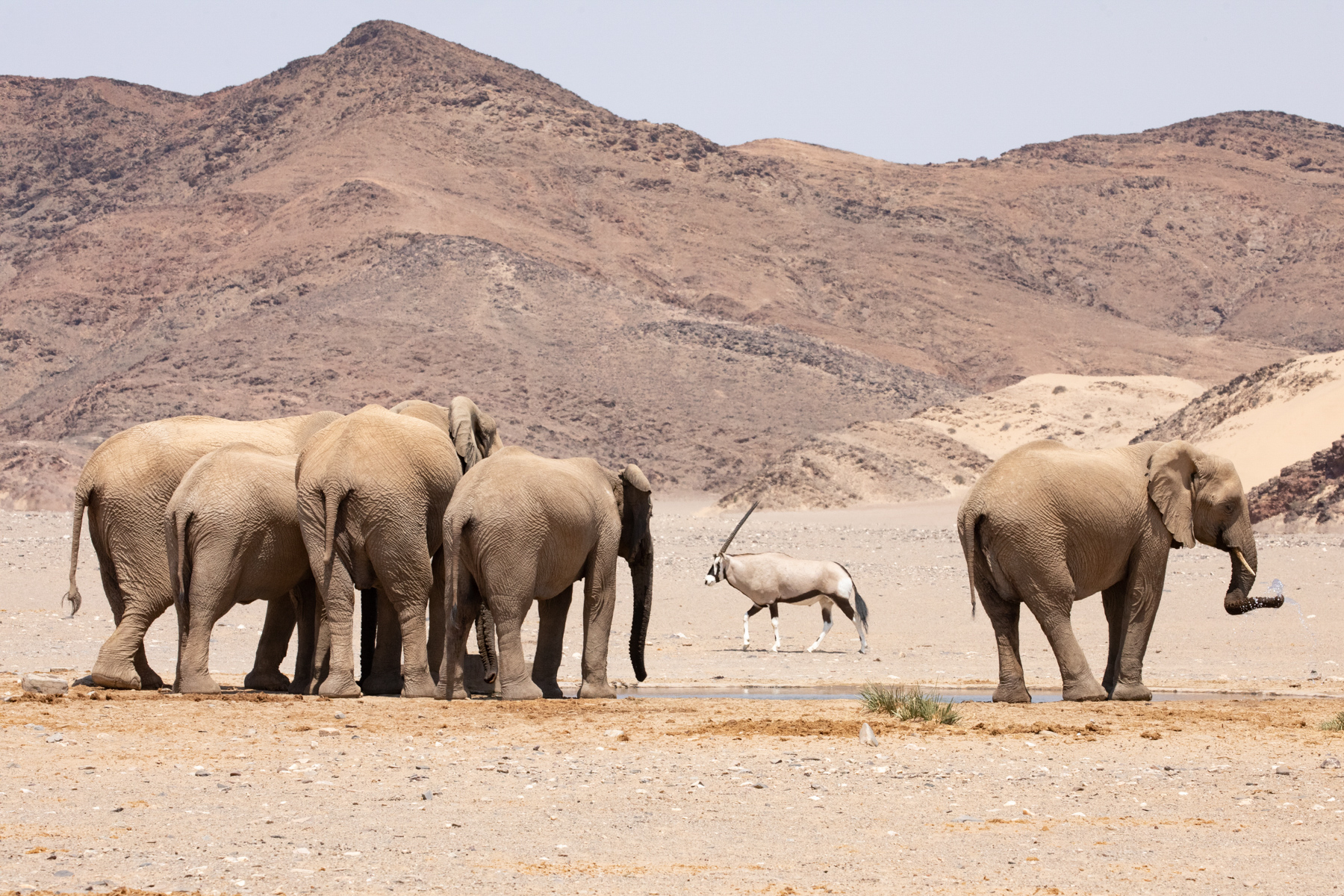 Desert Elephants are forced to share their drinking holes with other creatures including Oryx