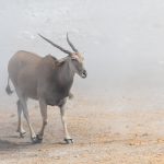 An Eland braces itself for the dust of a sudden whirlwind in Etosha