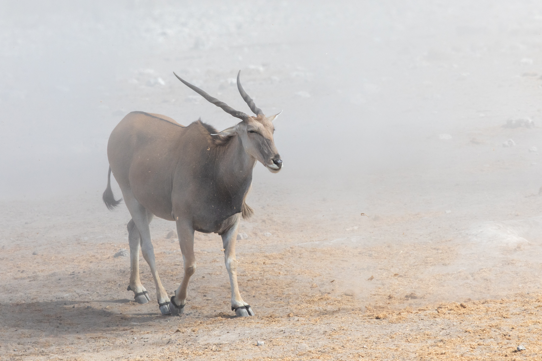 An Eland braces itself for the dust of a sudden whirlwind in Etosha