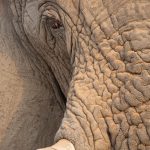 Detail of an old male Etosha Elephant