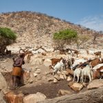 A laughing Himba woman draws water from her well to sustain her goats and sheep