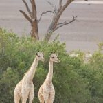 Giraffes imitating trees in the Hoarasib ephemeral river