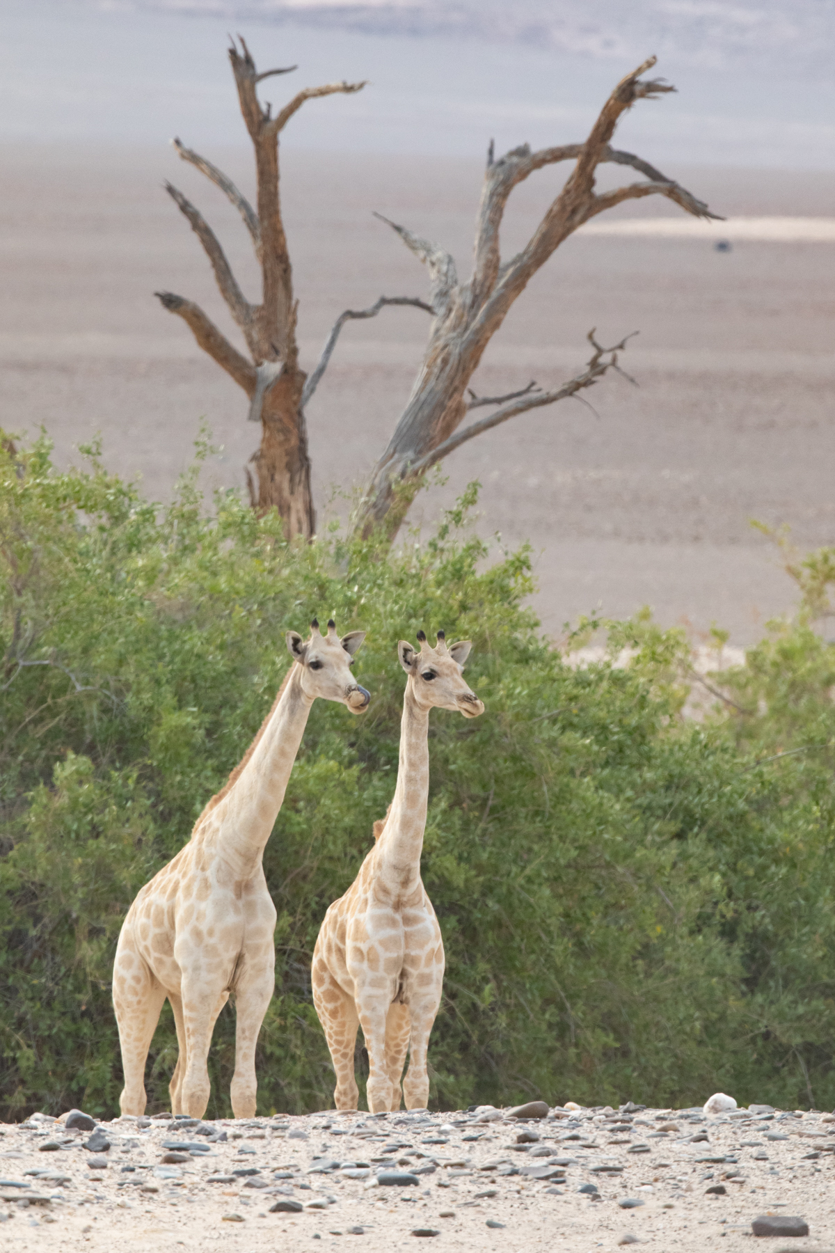 Giraffes imitating trees in the Hoarasib ephemeral river