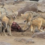 A pack of Black-backed Jackals argue over a dead seal carcass at Cape Cross during our wildlife photo tour of Namibia