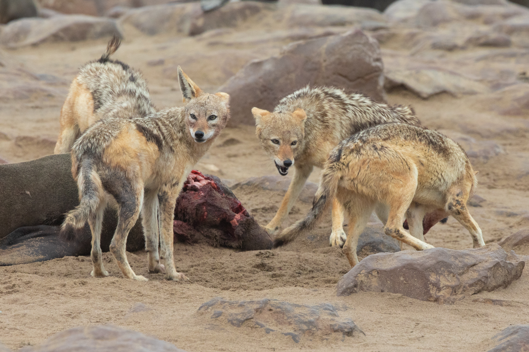 A pack of Black-backed Jackals argue over a dead seal carcass at Cape Cross during our wildlife photo tour of Namibia