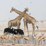 On safari in Etosha during our wildlife photography tour of Namibia