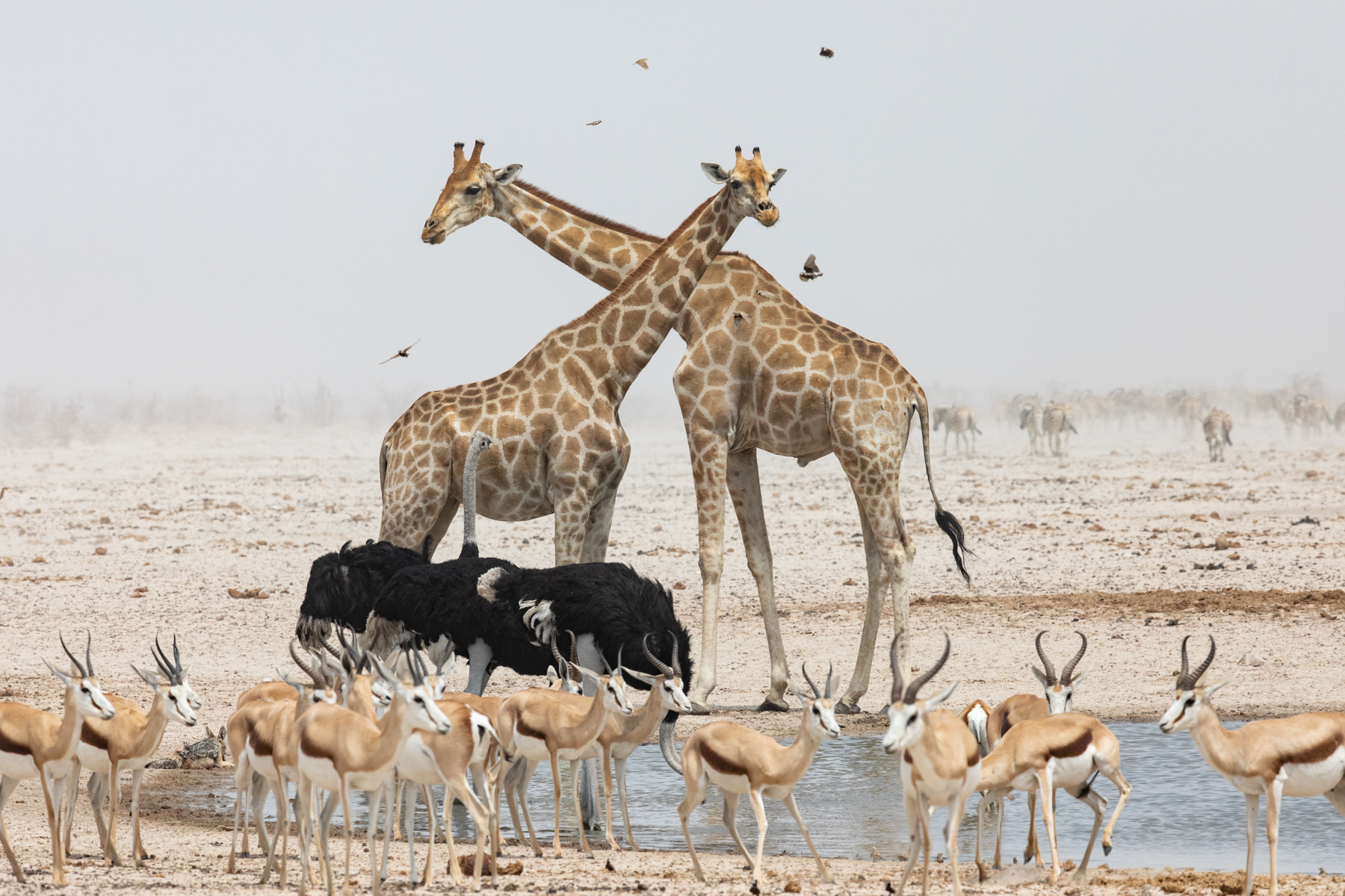 On safari in Etosha during our wildlife photography tour of Namibia