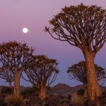 The setting moon at the Quiver Tree Forest in Keetmanshoop during our wildlife photography tour of Namibia