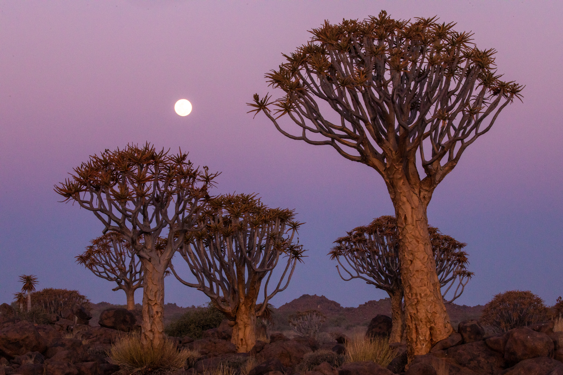The setting moon at the Quiver Tree Forest in Keetmanshoop during our wildlife photography tour of Namibia
