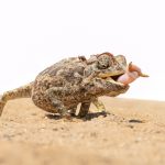 Who knew? A Namaqua Chameleon actually 'grabs' its meals using the end of its tongue!