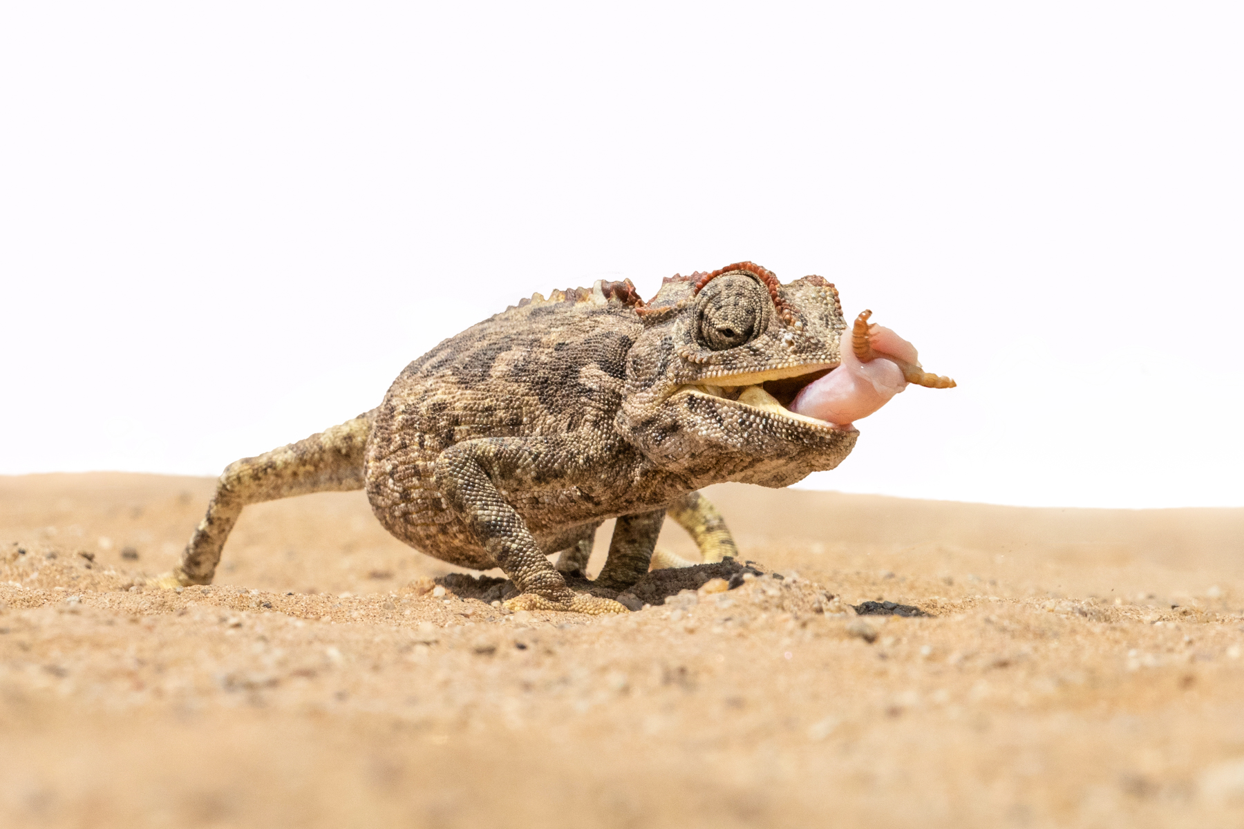 Who knew? A Namaqua Chameleon actually 'grabs' its meals using the end of its tongue!
