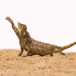 A Namaqua Chameleon catches its breakfast on our Living Desert trip, the ultimate Sandbox Safari