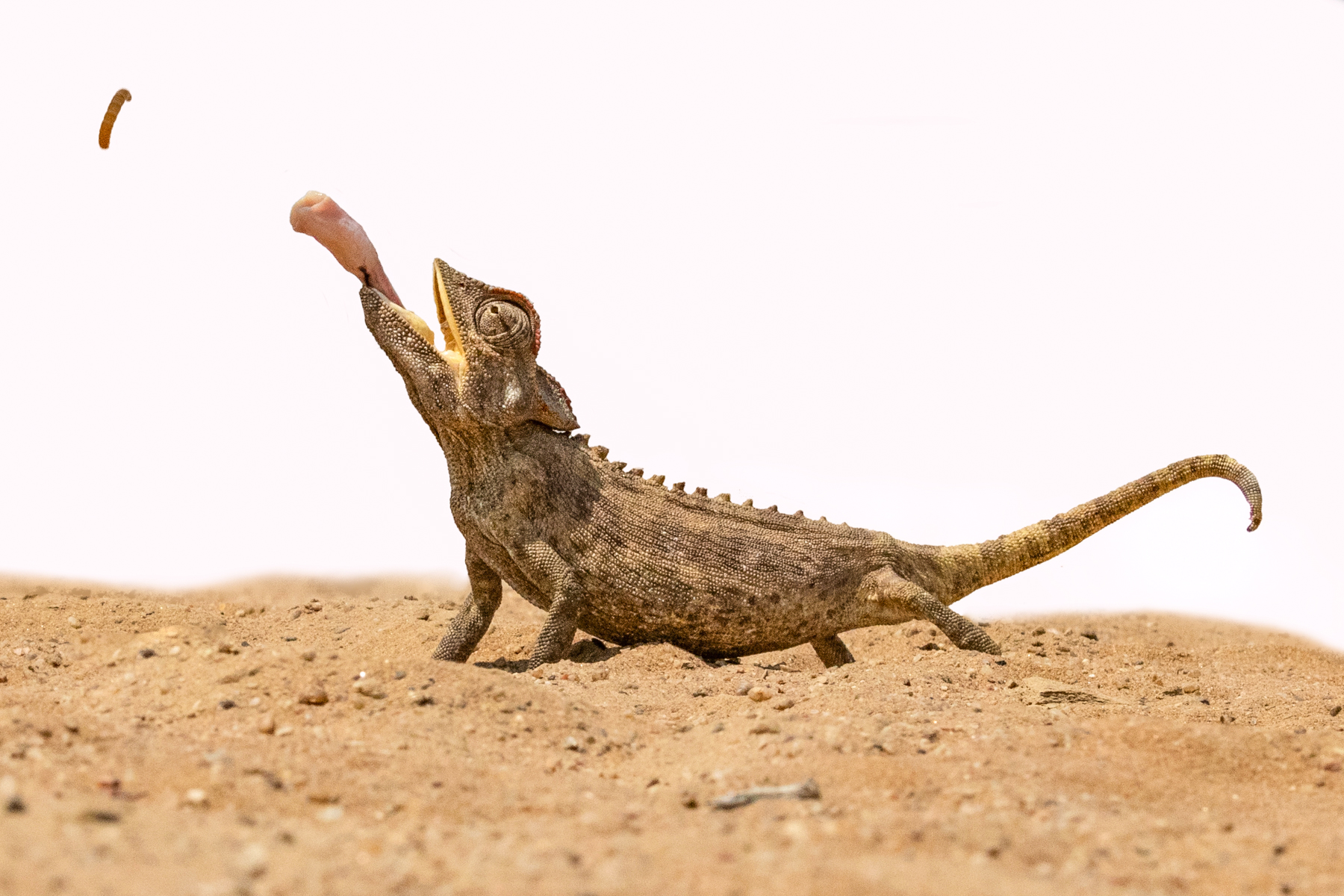 A Namaqua Chameleon catches its breakfast on our Living Desert trip, the ultimate Sandbox Safari