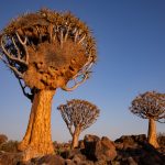 Sociable Weaver nest in a Quiver Tree on our photography tour of Namibia
