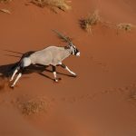 Aerial shot of an Oryx running through the dunes at Sossusvlei during our wildlife photography tour of Namibia