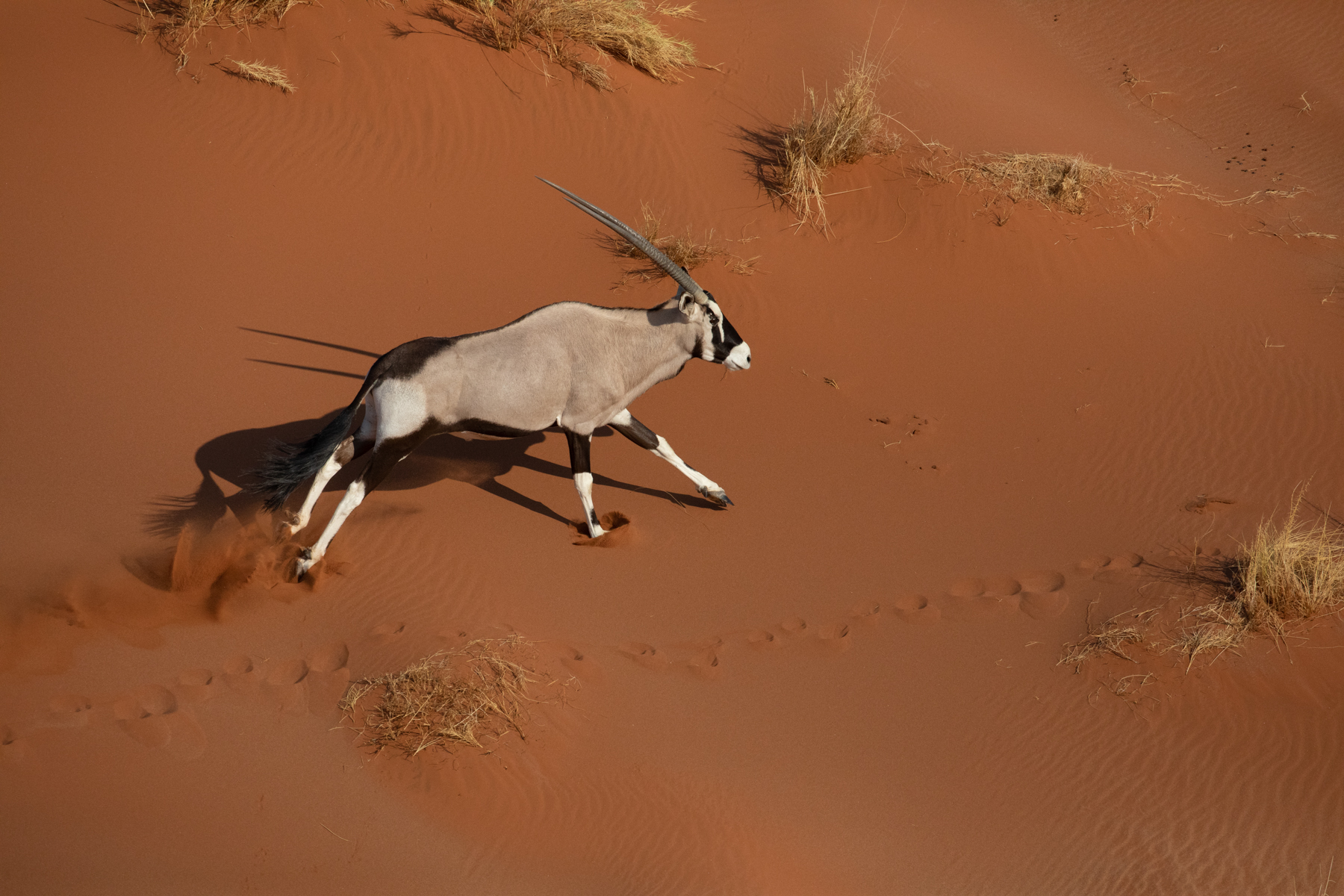 Aerial shot of an Oryx running through the dunes at Sossusvlei during our wildlife photography tour of Namibia