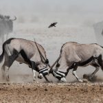 When activity at a waterhole gets tough, the tough Oryx get going