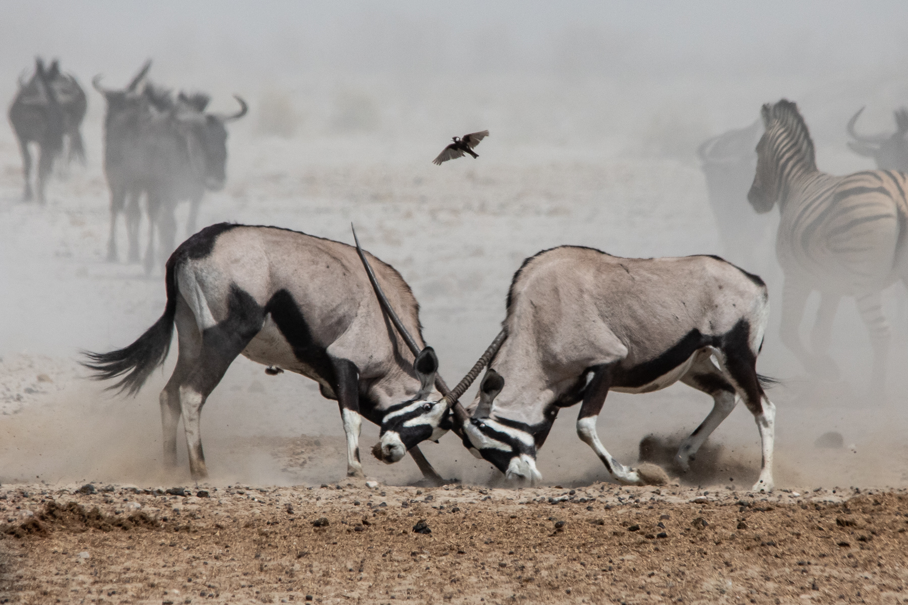 When activity at a waterhole gets tough, the tough Oryx get going