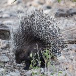 A rare sighting of a Porcupine in Etosha close to sunset.